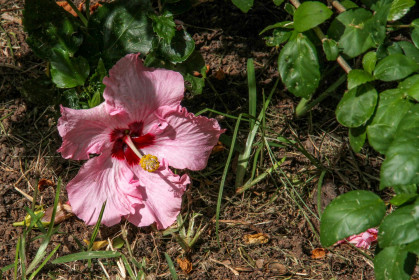 Fleur d'hibiscus