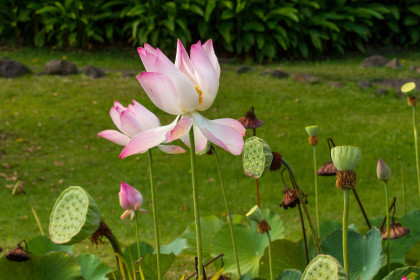 Jardin d'Eau de Vaipahi - Lotus de Tahiti