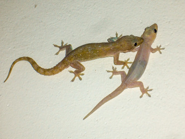 Couple de geckos