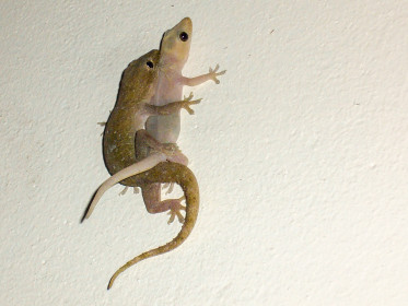 Couple de geckos