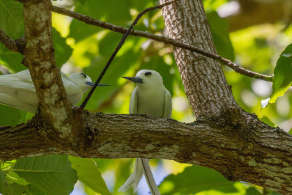 Oiseaux de Polynésie