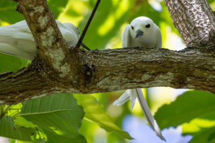Oiseaux de Polynésie