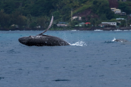 Tahiti - Baleine à bosse